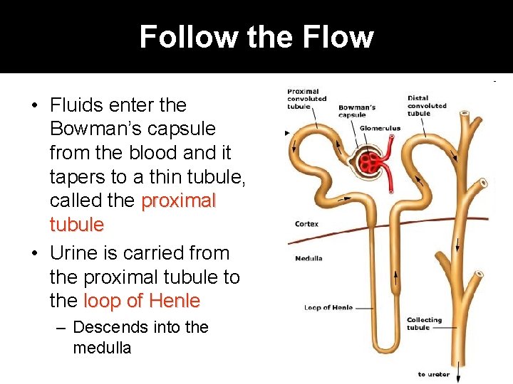 Follow the Flow • Fluids enter the Bowman’s capsule from the blood and it