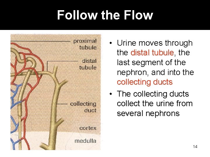 Follow the Flow • Urine moves through the distal tubule, tubule the last segment