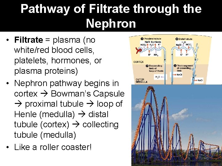 Pathway of Filtrate through the Nephron • Filtrate = plasma (no white/red blood cells,