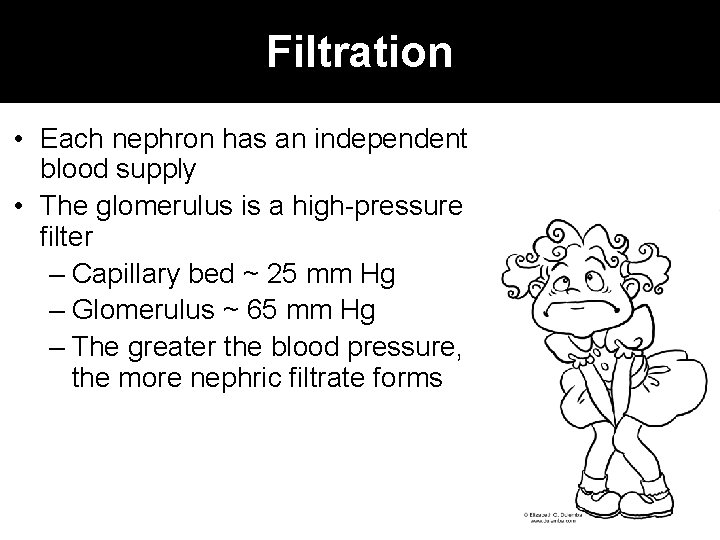 Filtration • Each nephron has an independent blood supply • The glomerulus is a