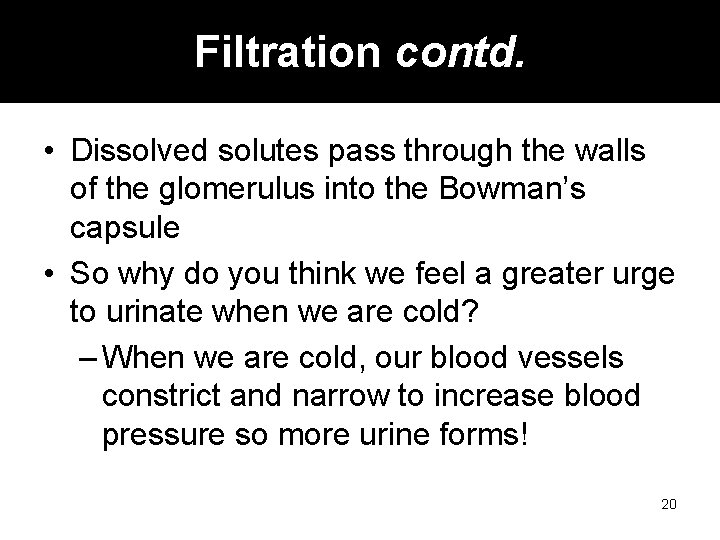 Filtration contd. • Dissolved solutes pass through the walls of the glomerulus into the