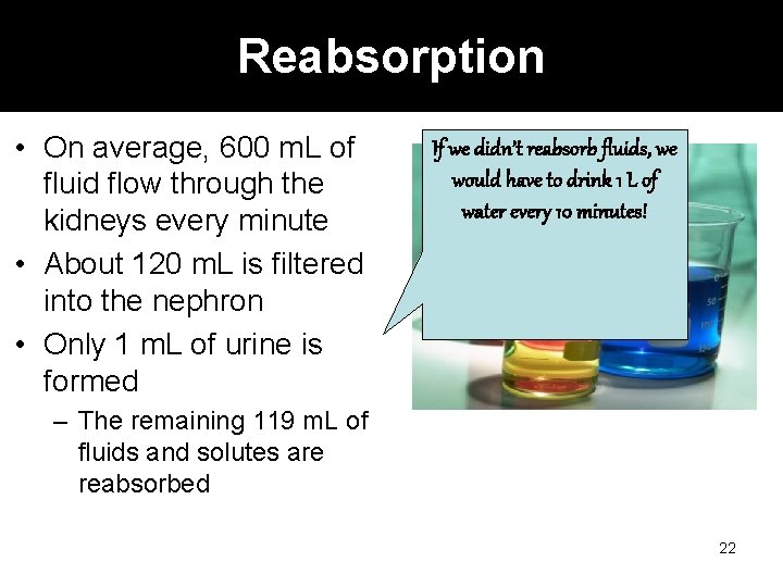 Reabsorption • On average, 600 m. L of fluid flow through the kidneys every