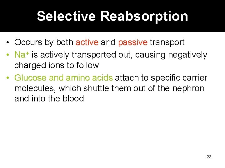 Selective Reabsorption • Occurs by both active and passive transport • Na+ is actively
