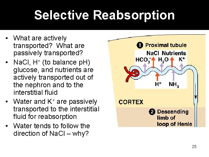 Selective Reabsorption • What are actively transported? What are passively transported? • Na. Cl,