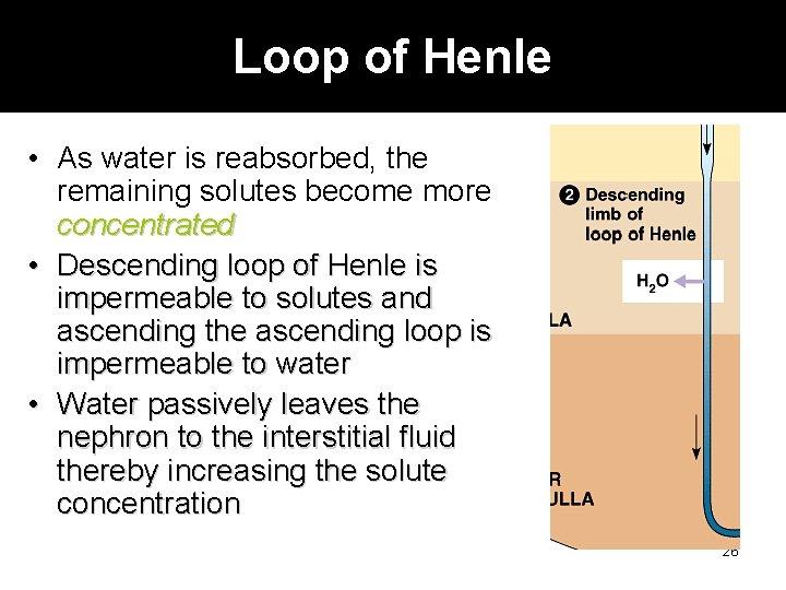 Loop of Henle • As water is reabsorbed, the remaining solutes become more concentrated