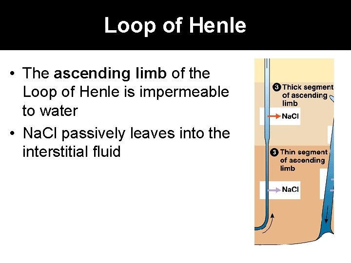 Loop of Henle • The ascending limb of the Loop of Henle is impermeable