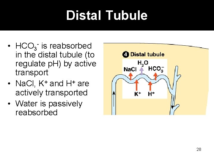 Distal Tubule • HCO 3 - is reabsorbed in the distal tubule (to regulate