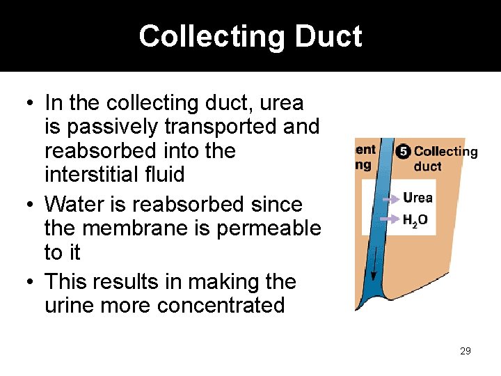 Collecting Duct • In the collecting duct, urea is passively transported and reabsorbed into