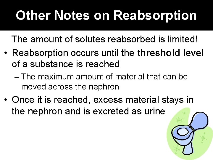 Other Notes on Reabsorption The amount of solutes reabsorbed is limited! • Reabsorption occurs