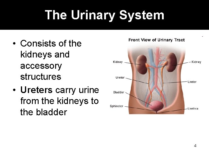 The Urinary System • Consists of the kidneys and accessory structures • Ureters carry