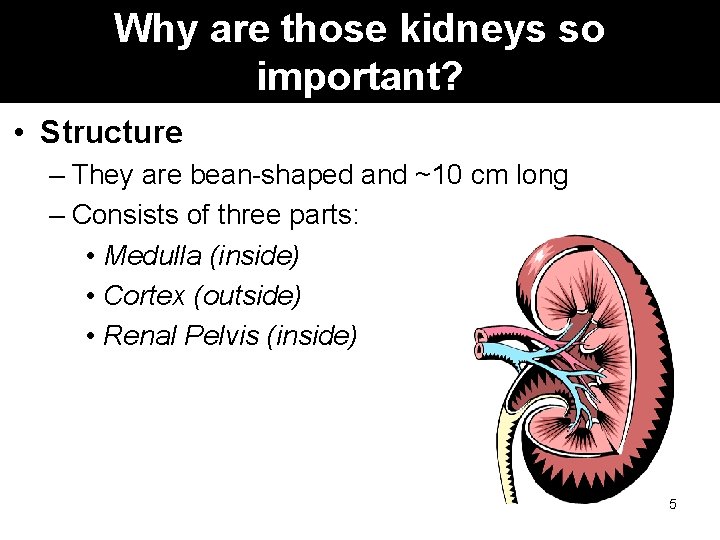 Why are those kidneys so important? • Structure – They are bean-shaped and ~10