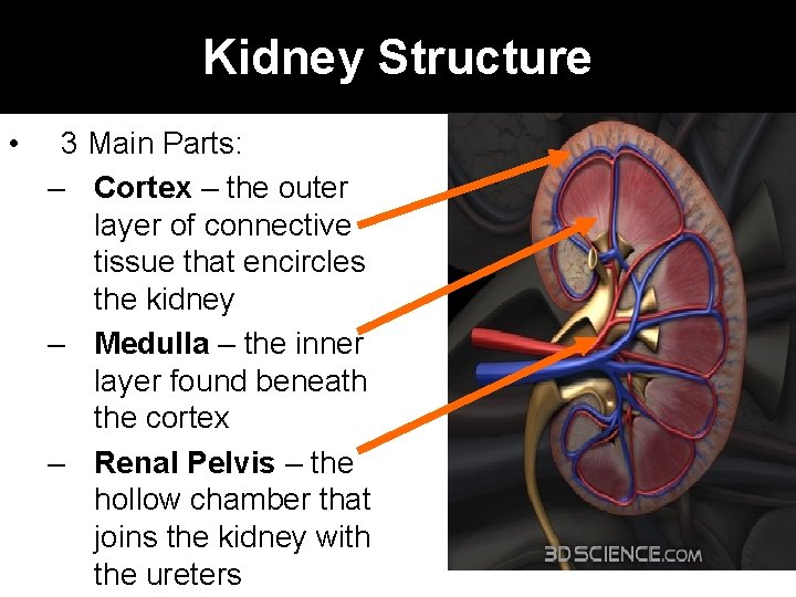 Kidney Structure • 3 Main Parts: – Cortex – the outer layer of connective