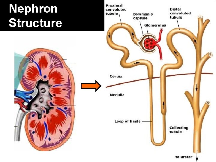 Nephron Structure 9 