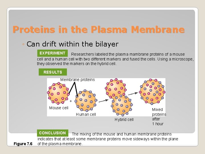 Proteins in the Plasma Membrane ◦ Can drift within the bilayer EXPERIMENT Researchers labeled