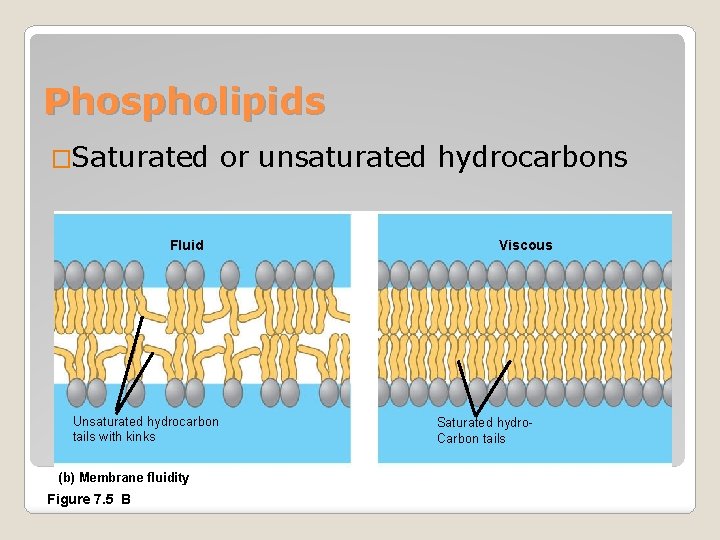 Phospholipids �Saturated Fluid Unsaturated hydrocarbon tails with kinks (b) Membrane fluidity Figure 7. 5