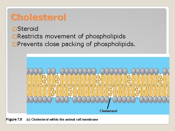 Cholesterol � Steroid � Restricts movement of phospholipids � Prevents close packing of phospholipids.