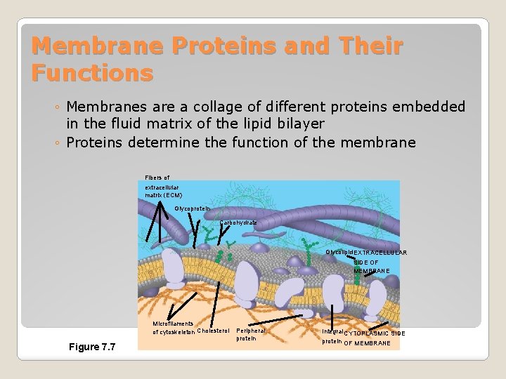 Membrane Proteins and Their Functions ◦ Membranes are a collage of different proteins embedded