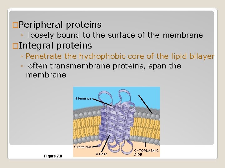 �Peripheral proteins ◦ loosely bound to the surface of the membrane �Integral proteins ◦