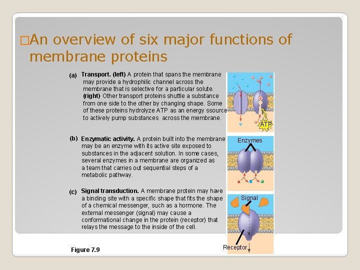 �An overview of six major functions of membrane proteins (a) Transport. (left) A protein