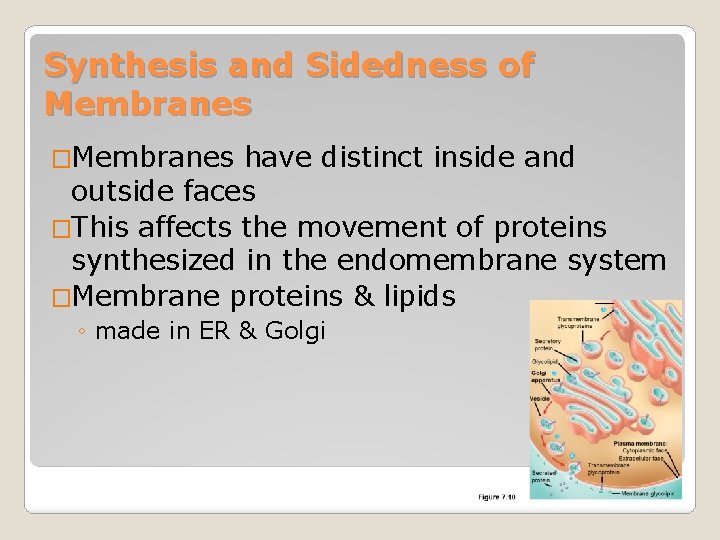 Synthesis and Sidedness of Membranes �Membranes have distinct inside and outside faces �This affects