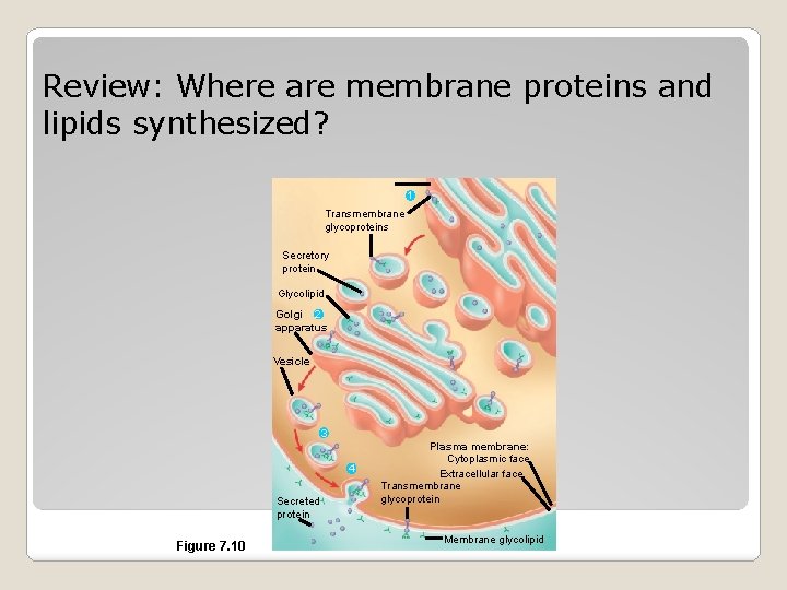 Review: Where are membrane proteins and lipids synthesized? ER 1 Transmembrane glycoproteins Secretory protein