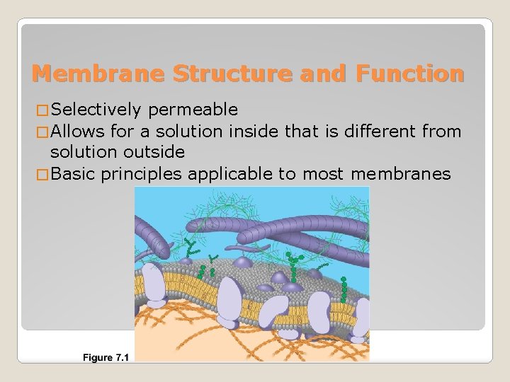 Membrane Structure and Function � Selectively permeable � Allows for a solution inside that