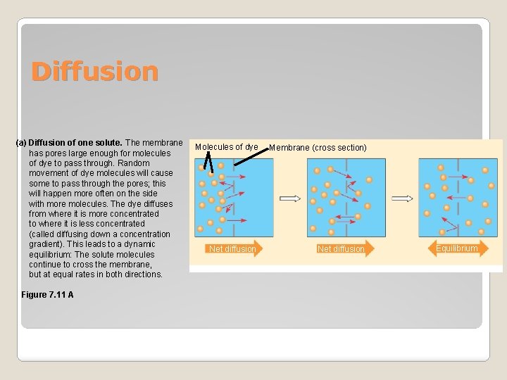 Diffusion (a) Diffusion of one solute. The membrane has pores large enough for molecules