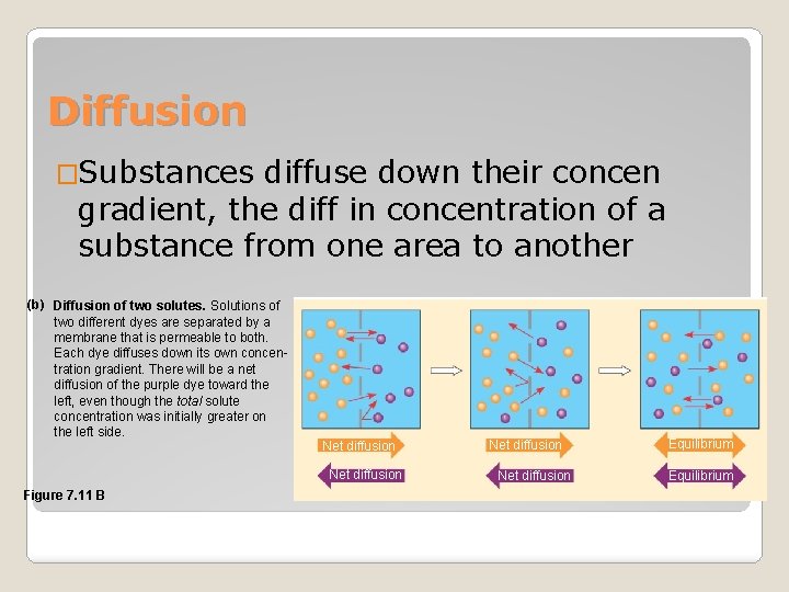 Diffusion �Substances diffuse down their concen gradient, the diff in concentration of a substance
