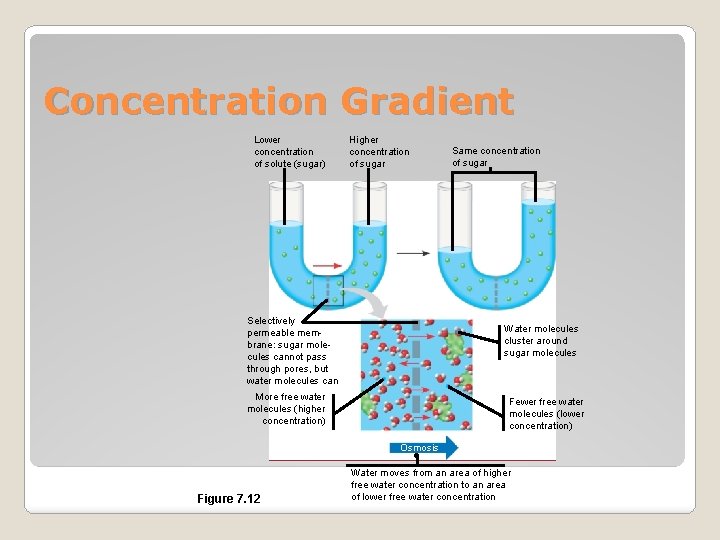 Concentration Gradient Lower concentration of solute (sugar) Higher concentration of sugar Same concentration of