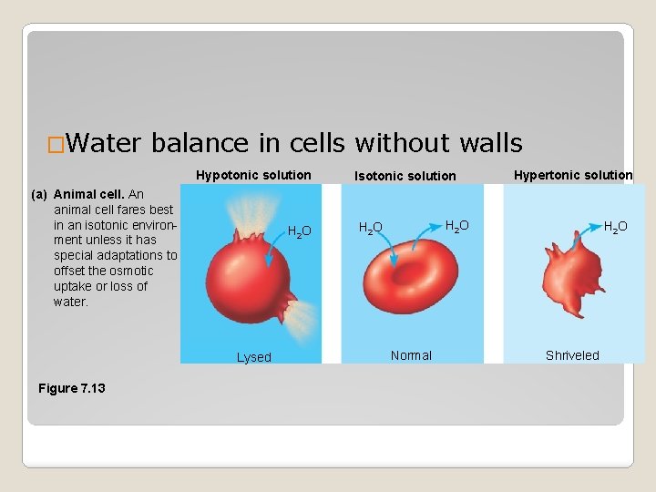 �Water balance in cells without walls Hypotonic solution (a) Animal cell. An animal cell