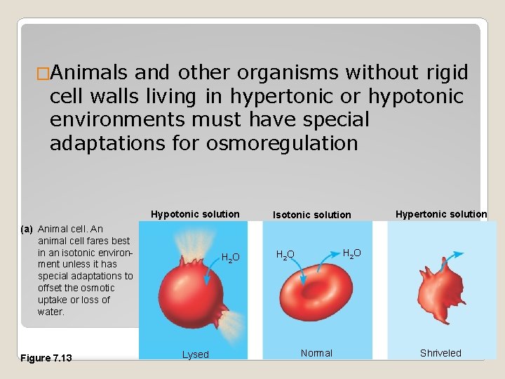 �Animals and other organisms without rigid cell walls living in hypertonic or hypotonic environments