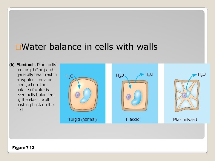 �Water balance in cells with walls (b) Plant cells are turgid (firm) and generally