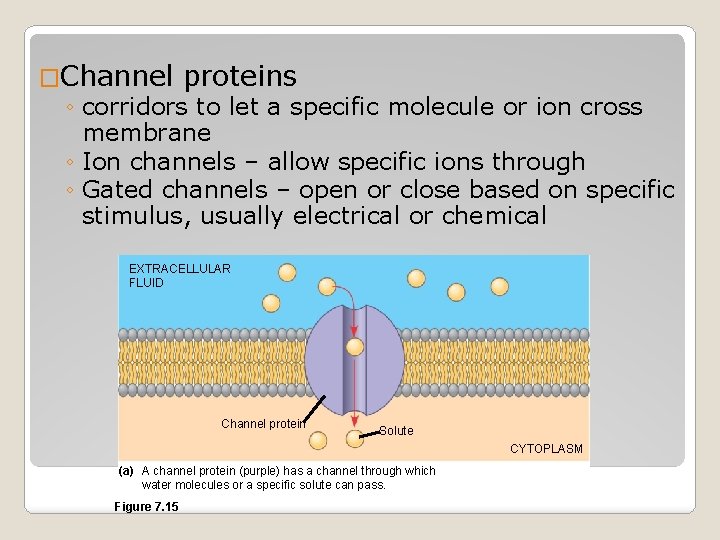�Channel proteins ◦ corridors to let a specific molecule or ion cross membrane ◦