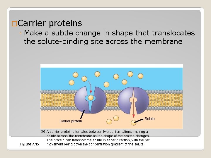 �Carrier proteins ◦ Make a subtle change in shape that translocates the solute-binding site