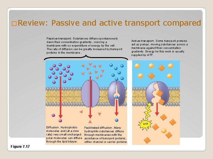 �Review: Passive and active transport compared Passive transport. Substances diffuse spontaneously down their concentration