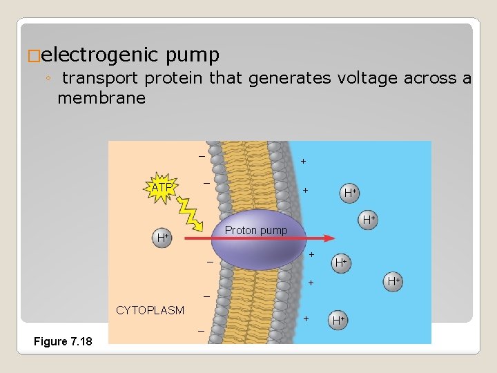 �electrogenic pump ◦ transport protein that generates voltage across a membrane – ATP EXTRACELLULAR