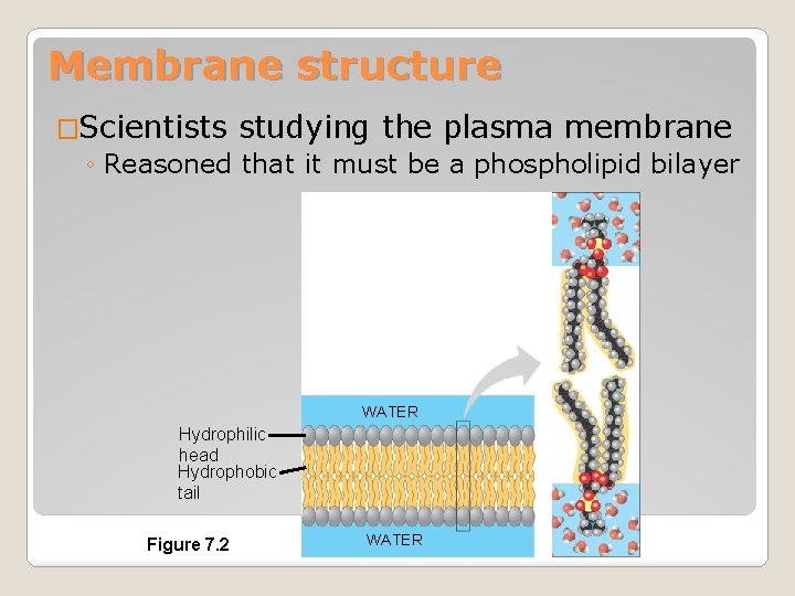 Membrane structure �Scientists studying the plasma membrane ◦ Reasoned that it must be a