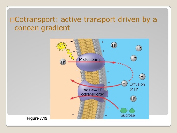 �Cotransport: active transport driven by a concen gradient – + H+ ATP H+ +