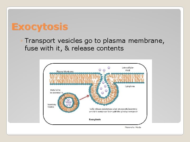 Exocytosis ◦ Transport vesicles go to plasma membrane, fuse with it, & release contents