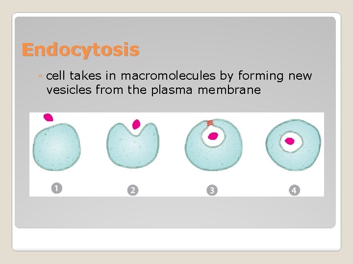 Endocytosis ◦ cell takes in macromolecules by forming new vesicles from the plasma membrane