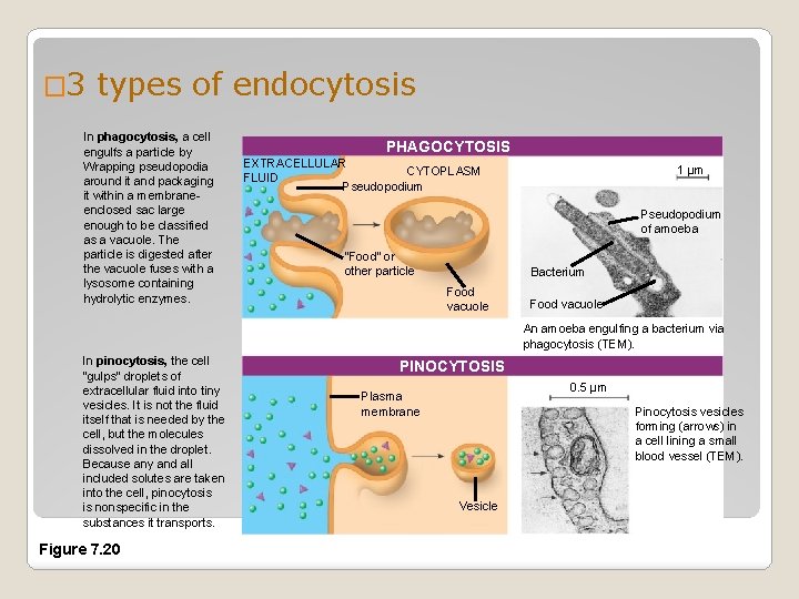 � 3 types of endocytosis In phagocytosis, a cell engulfs a particle by Wrapping