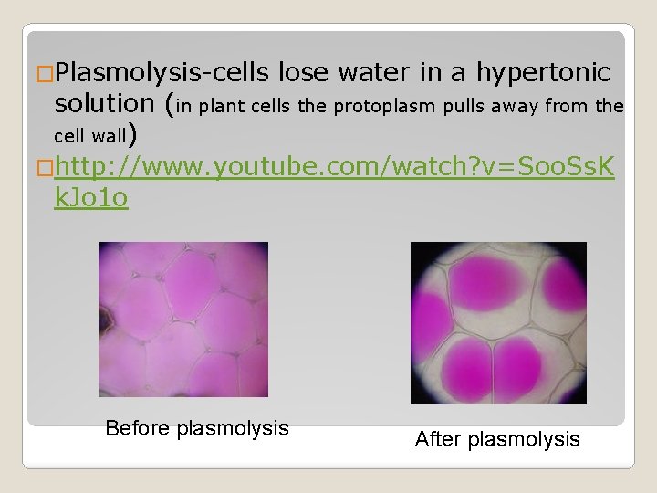 �Plasmolysis-cells lose water in a hypertonic solution (in plant cells the protoplasm pulls away