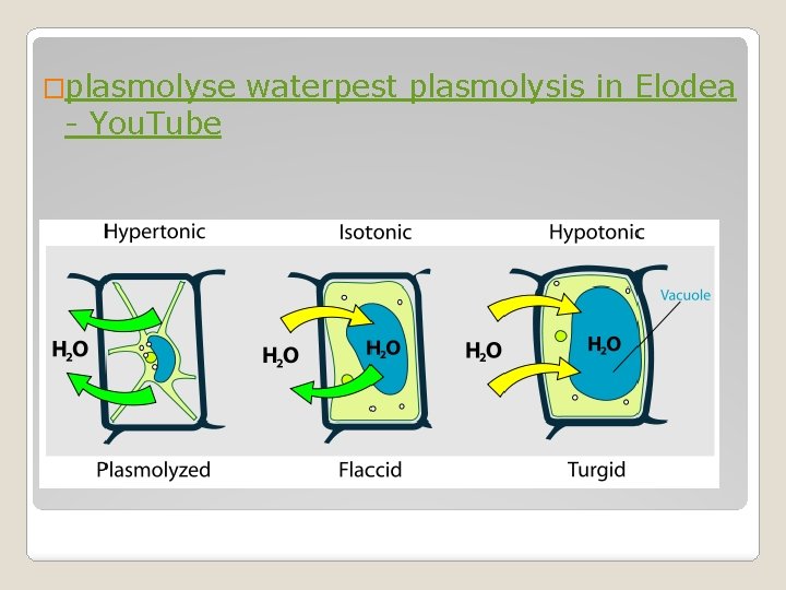 �plasmolyse - You. Tube waterpest plasmolysis in Elodea 