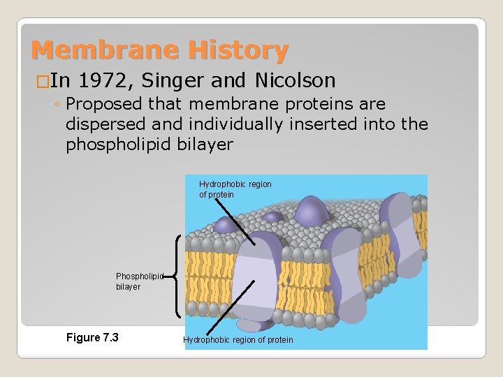 Membrane History �In 1972, Singer and Nicolson ◦ Proposed that membrane proteins are dispersed