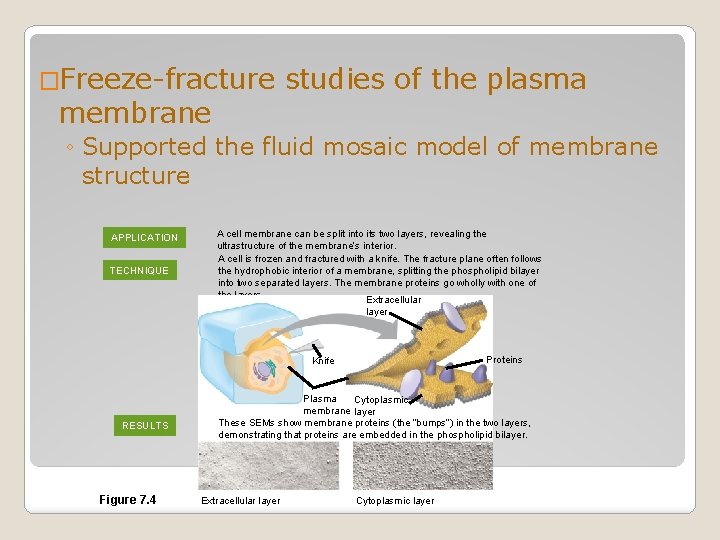 �Freeze-fracture membrane studies of the plasma ◦ Supported the fluid mosaic model of membrane