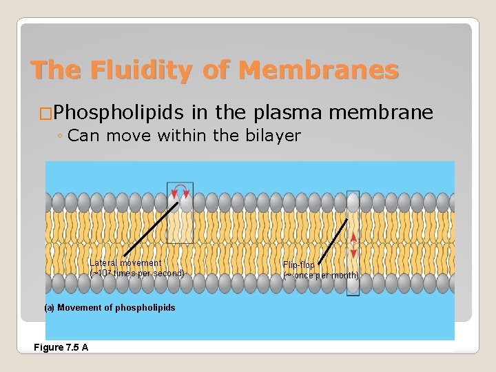 The Fluidity of Membranes �Phospholipids in the plasma ◦ Can move within the bilayer