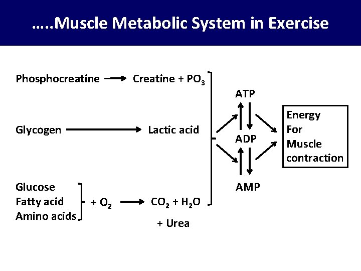 …. . Muscle Metabolic System in Exercise Phosphocreatine Glycogen Glucose Fatty acid Amino acids