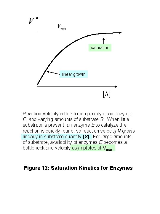 saturation linear growth Reaction velocity with a fixed quantity of an enzyme E, and