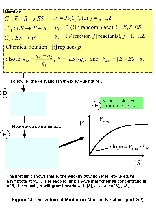 Notation: Following the derivation in the previous figure… D F Michaelis-Menten saturation kinetics Now