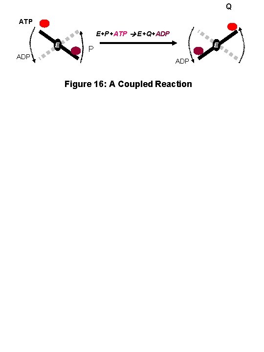 Q ATP E+P+ATP E+Q+ADP E P ADP Figure 16: A Coupled Reaction 